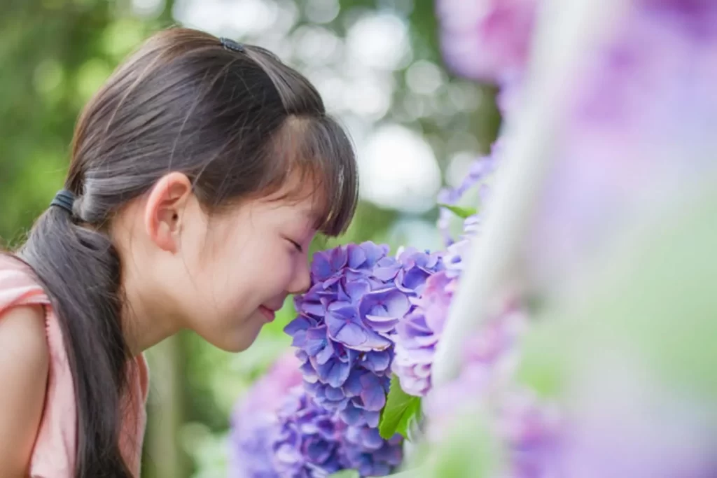 紫陽花と笑顔の女の子
