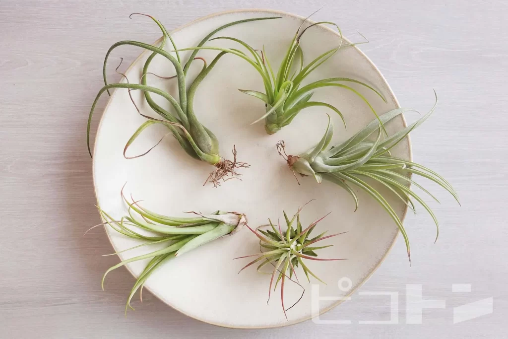 皿に乗ったエアプランツ