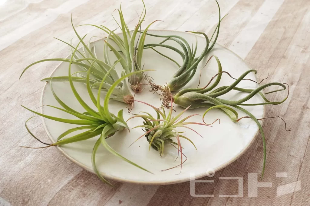 皿に乗った6つのエアプランツ