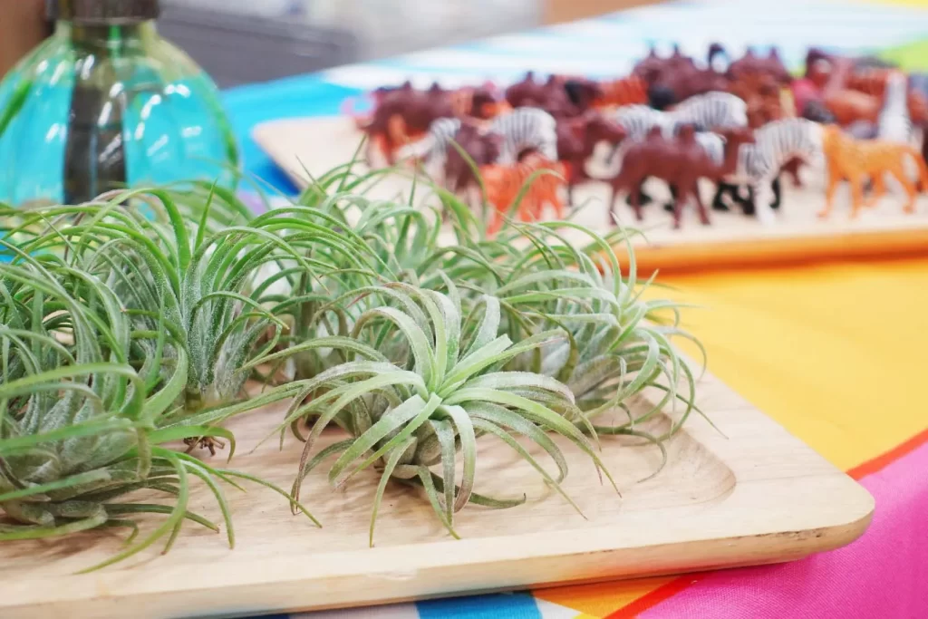 『グラスガーデン』に使用するエアプランツ