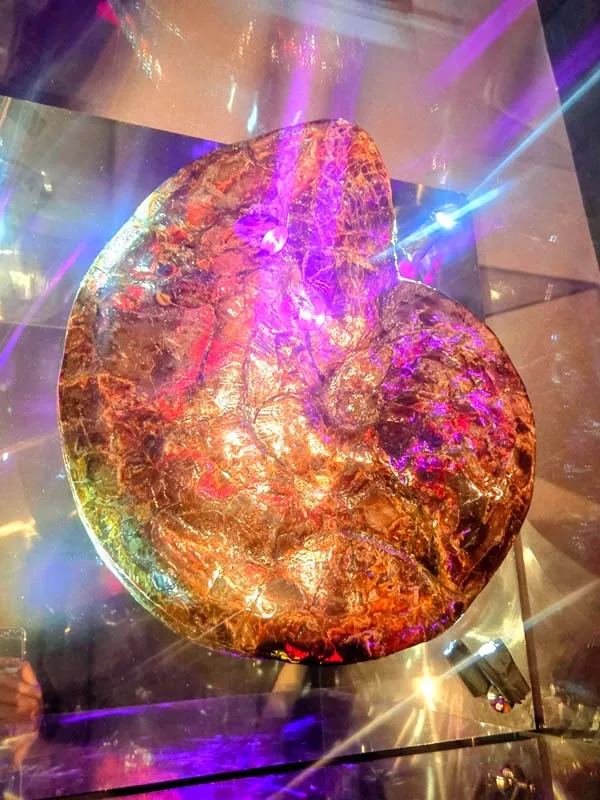 巨大なアンモライト