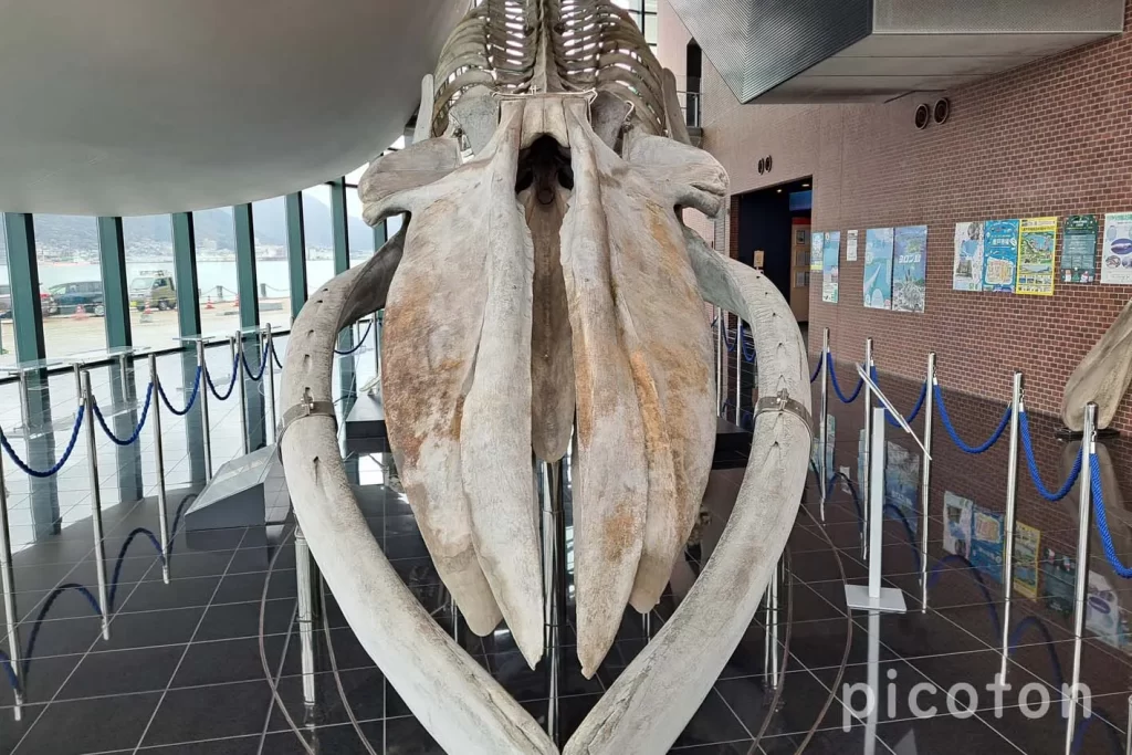 海響館のシロナガスクジラの骨格標本(頭)