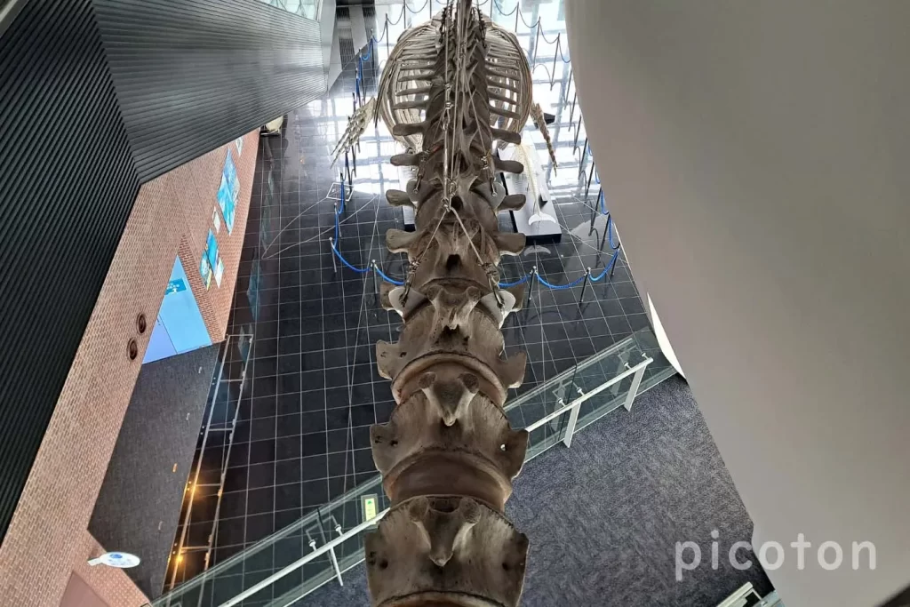 海響館のシロナガスクジラの骨格標本(尾)