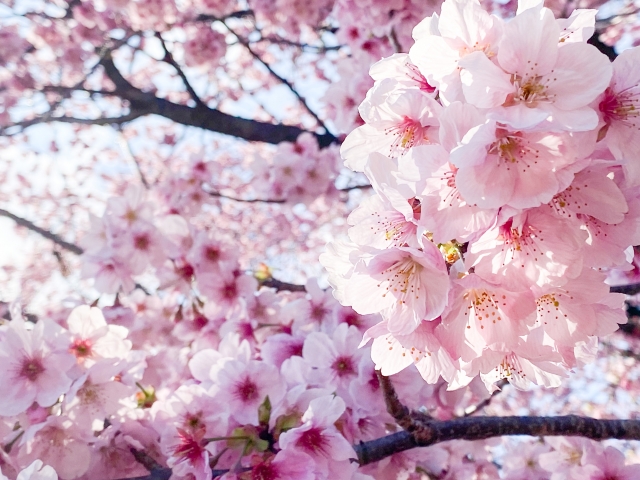 新宿御苑に咲く満開の桜