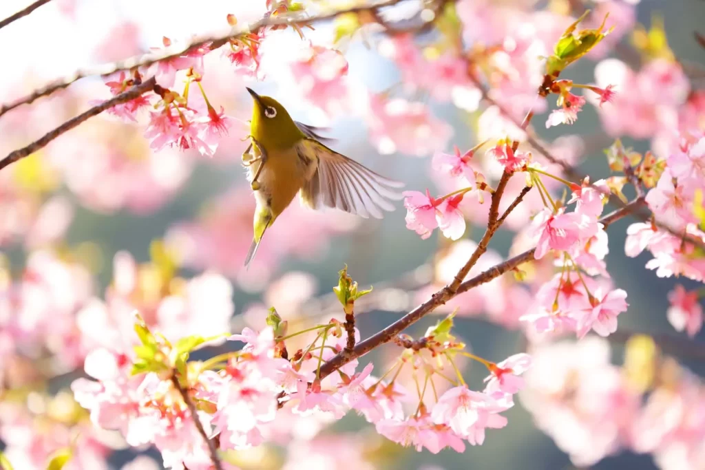 満開の桜と目白