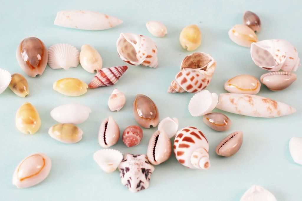 「地層ジオラマ」の制作に使用する様々なサイズの本物の貝殻