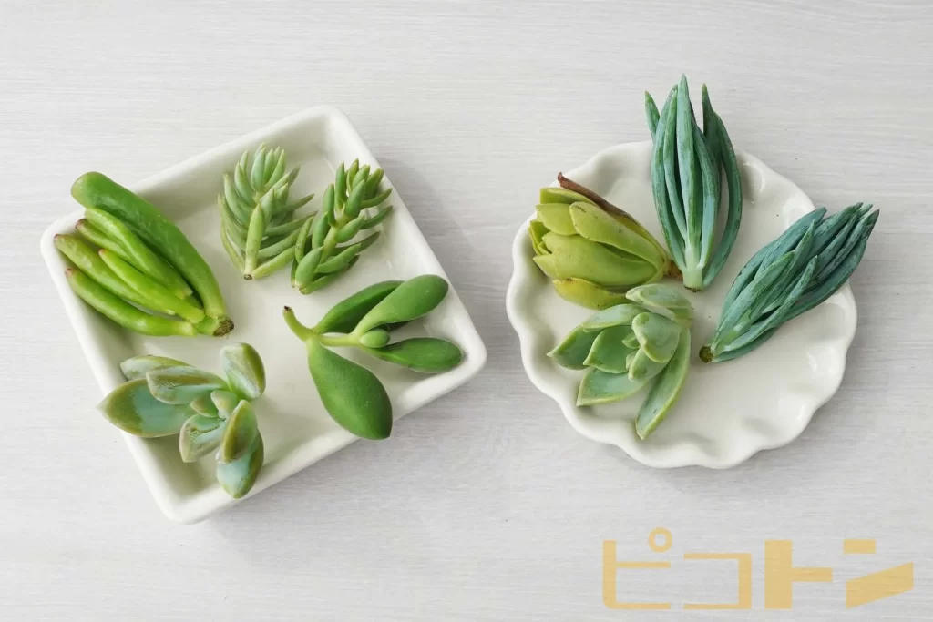 小皿の上に並べられた多肉植物