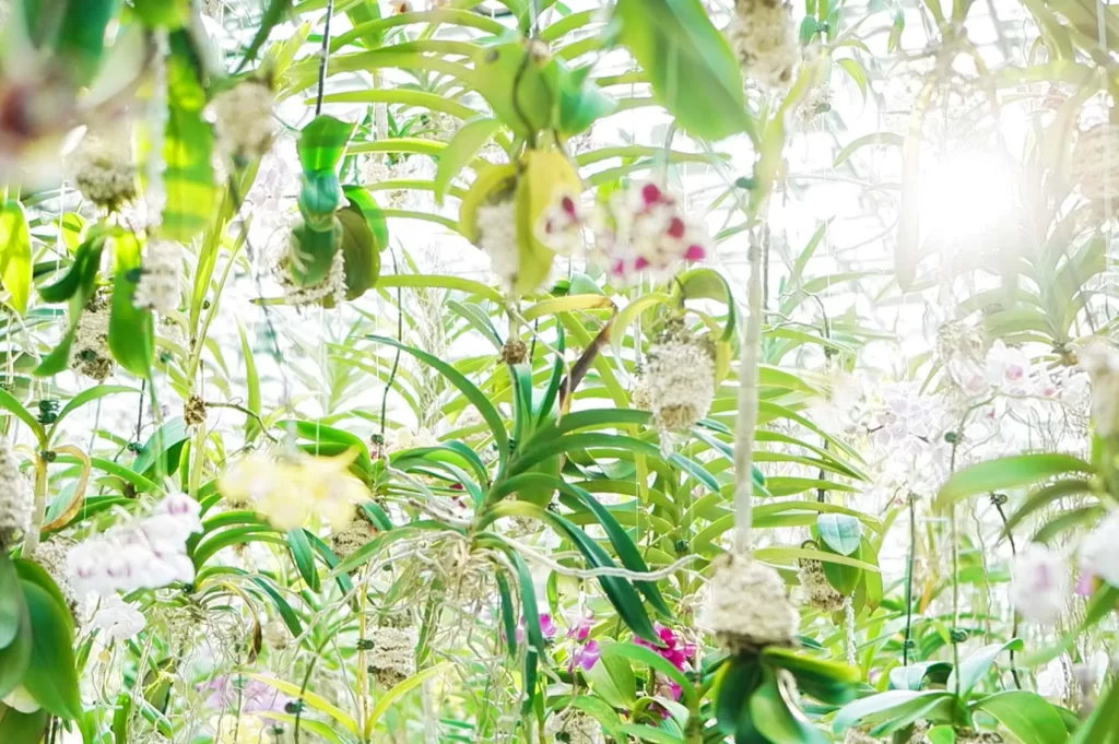 Floating Flower Garden: 花と我と同根、庭と我と一体の天井