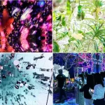 チームラボTOKYO豊洲の記事サムネイル