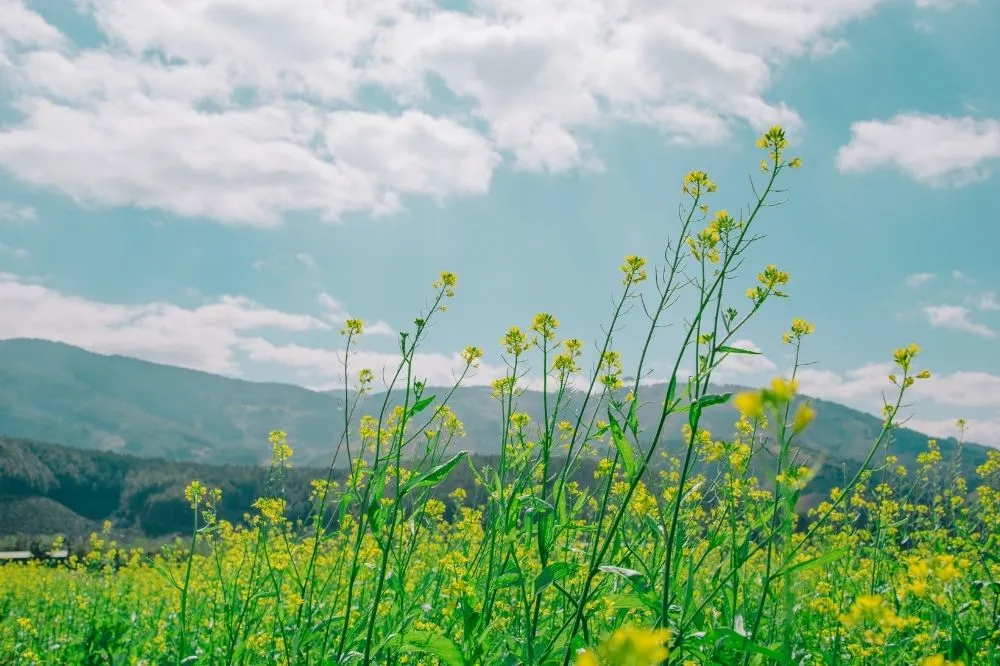 青空と山と菜の花が写った写真
